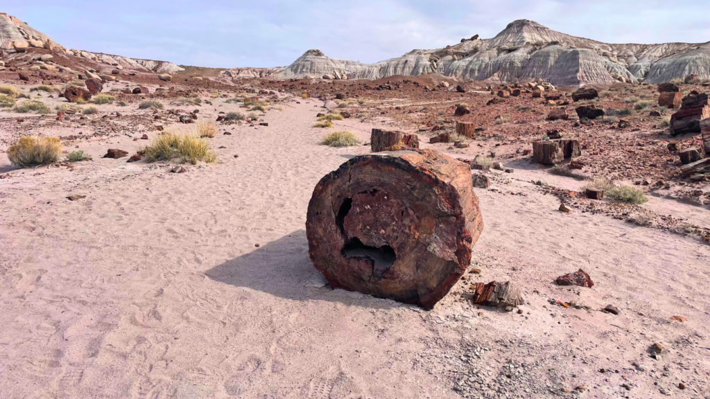 Petrified Forest National Park