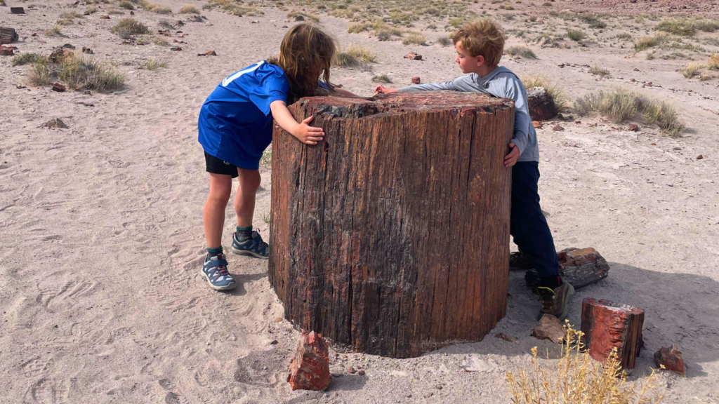 Giant stump in Jasper Forest Road