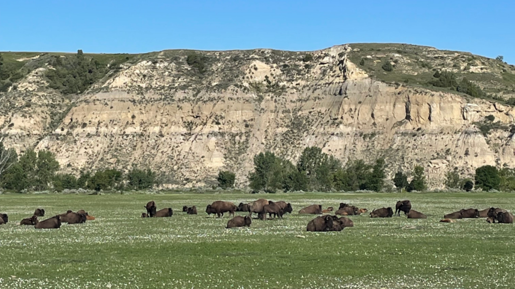 Bison in Theodore Roosevelt National Park