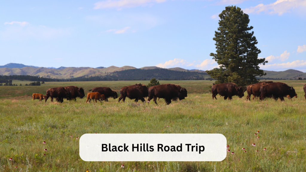 Black Hills