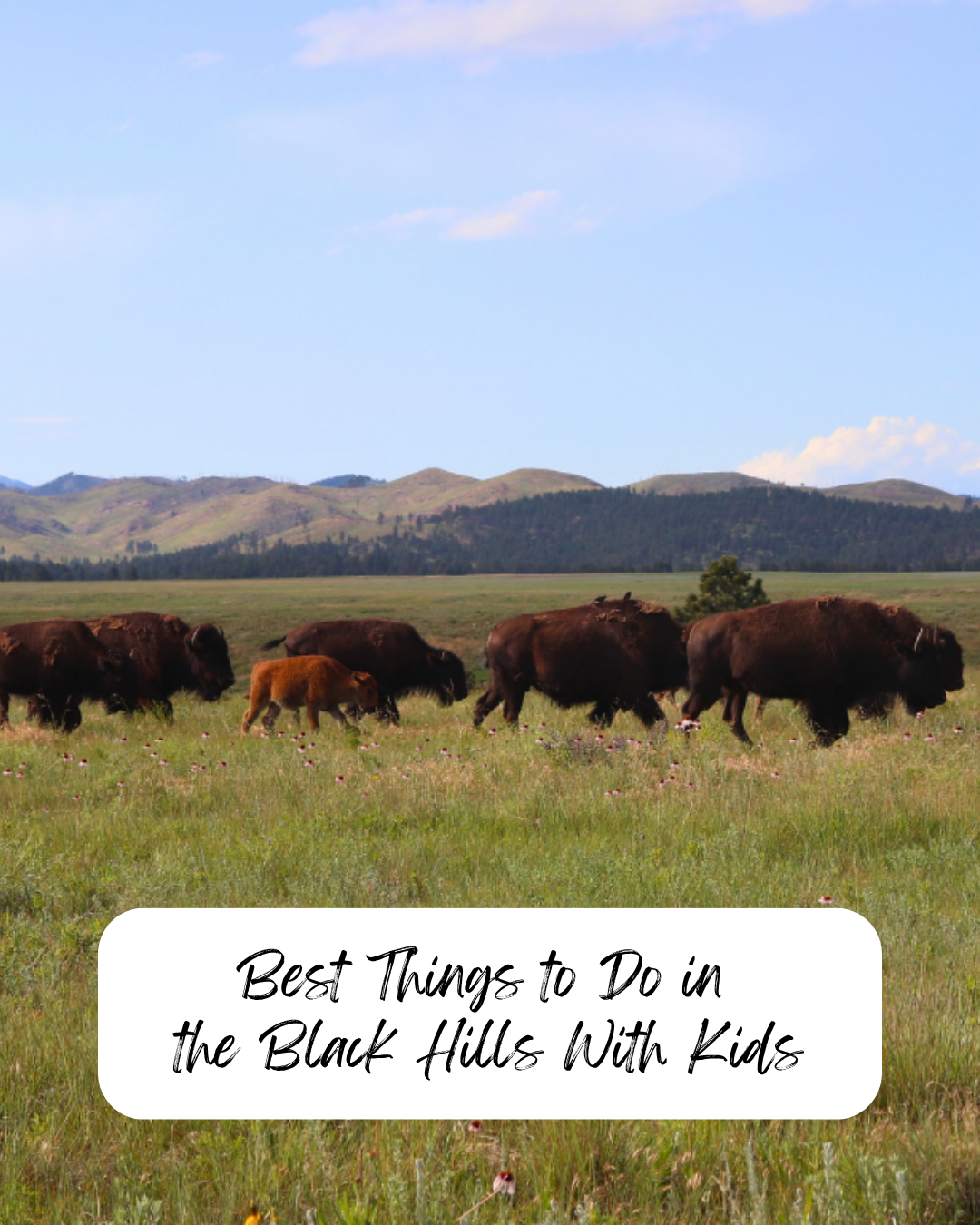 Best Things to Do in the Black Hills with Kids