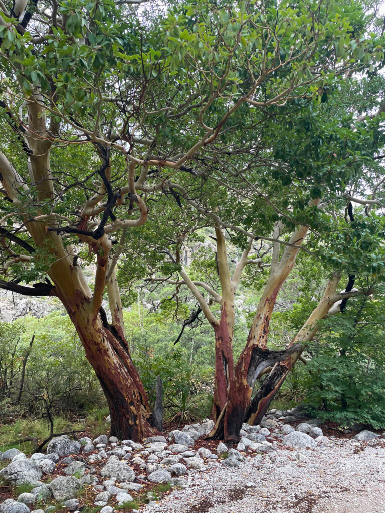Texas madrone tree in Guadalupe Mountains National Park