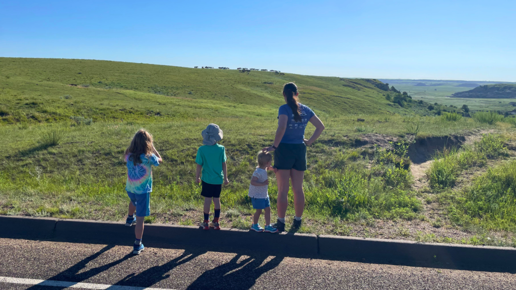 Wild horses in Theodore Roosevelt National Park