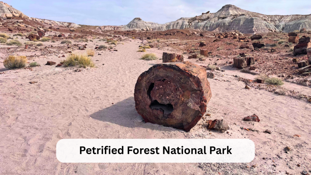 Petrified Forest with kids
