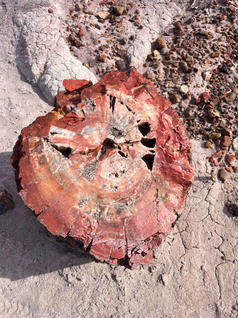 Colors in the petrified wood