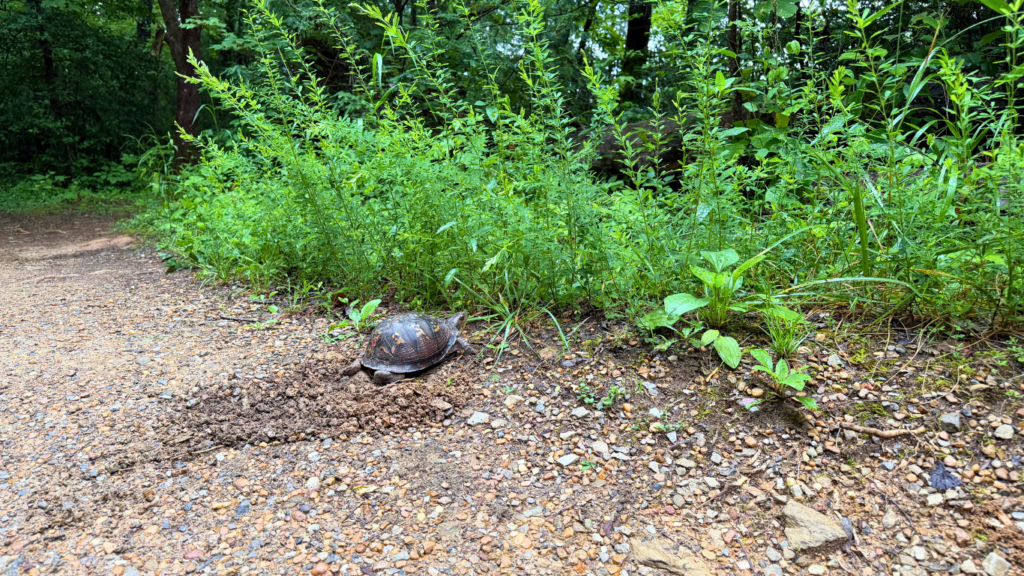 Turtle in Cades Cove