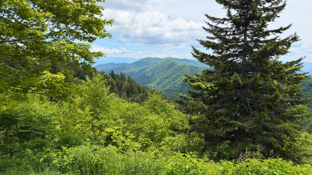 Smokies view