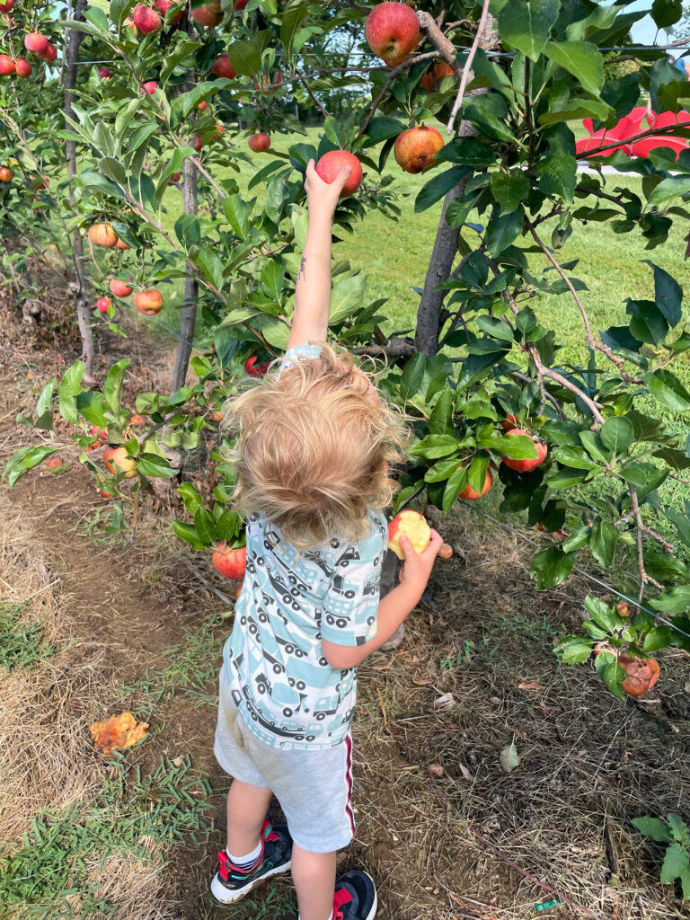 Weston Orchard apple picking family fun in Kansas City